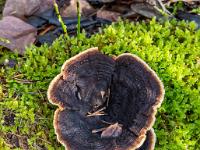 Dunkler Pilz auf mit Moos bedecktem Ast